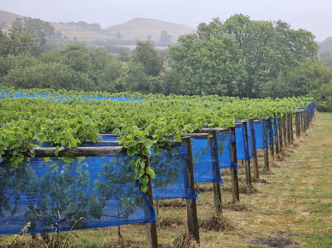 Little Waddon Vineyard-Waddon必去景点