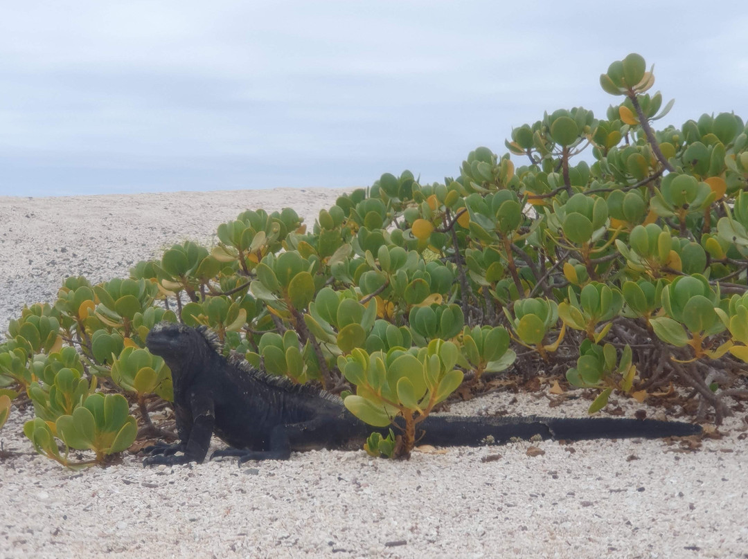 Playa El Manglecito-圣克里斯托瓦尔必去景点