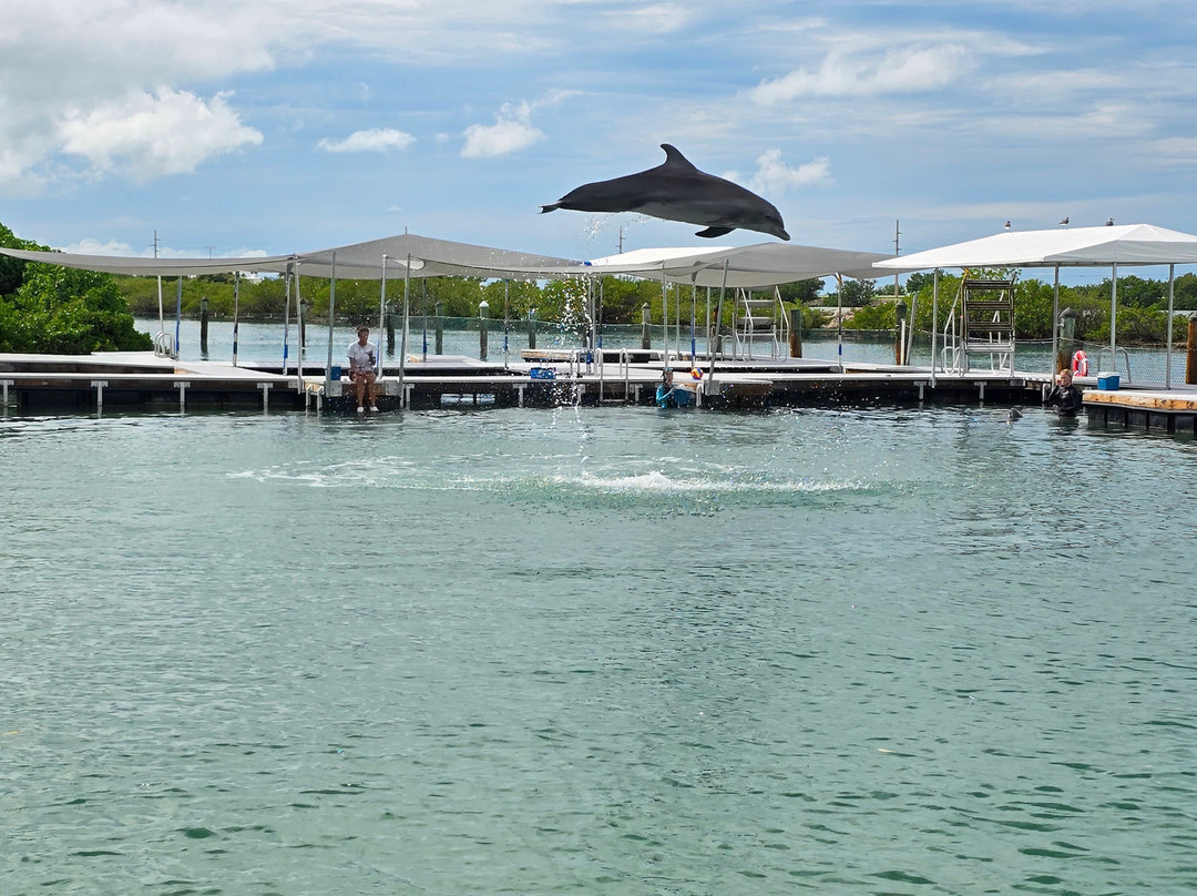 Dolphin Connection-Duck Key必去景点