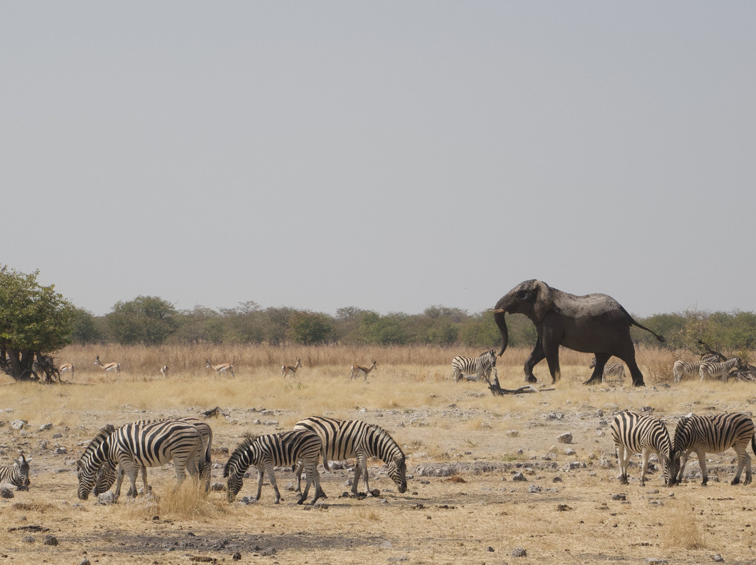 Dusty Foot Tours Namibia-温德和克必去景点