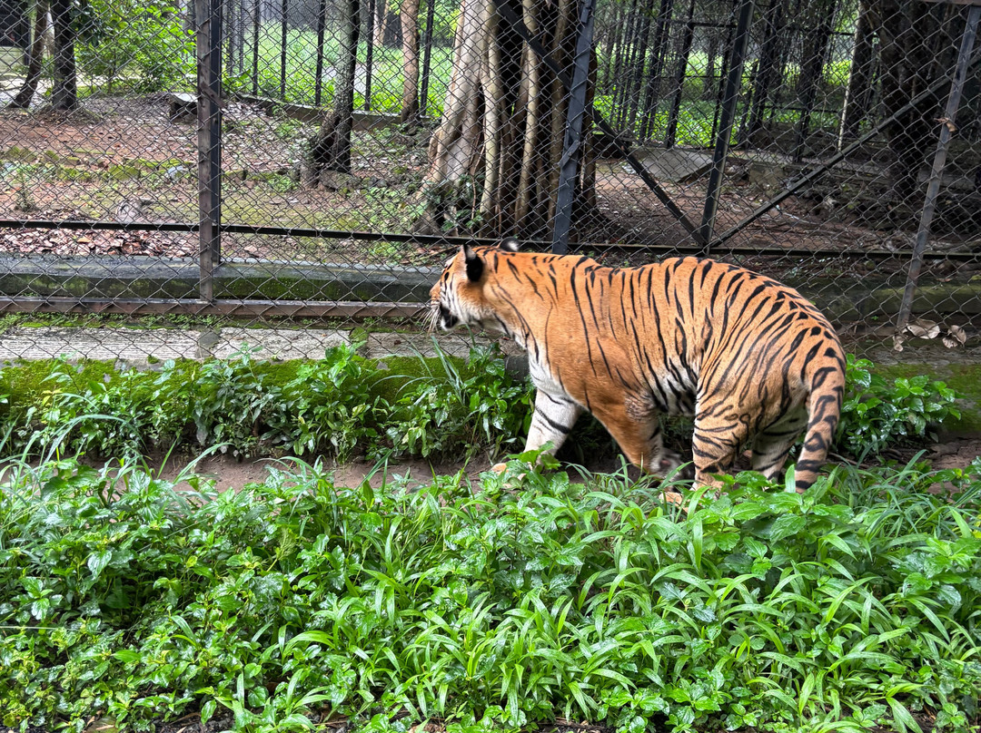 Bannerghatta Biological Park-班加罗尔必去景点