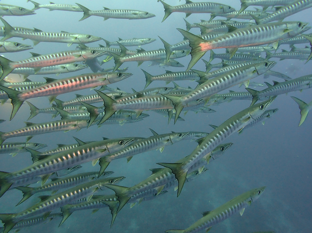 DiveCampus Diving Club-迪拜必去景点