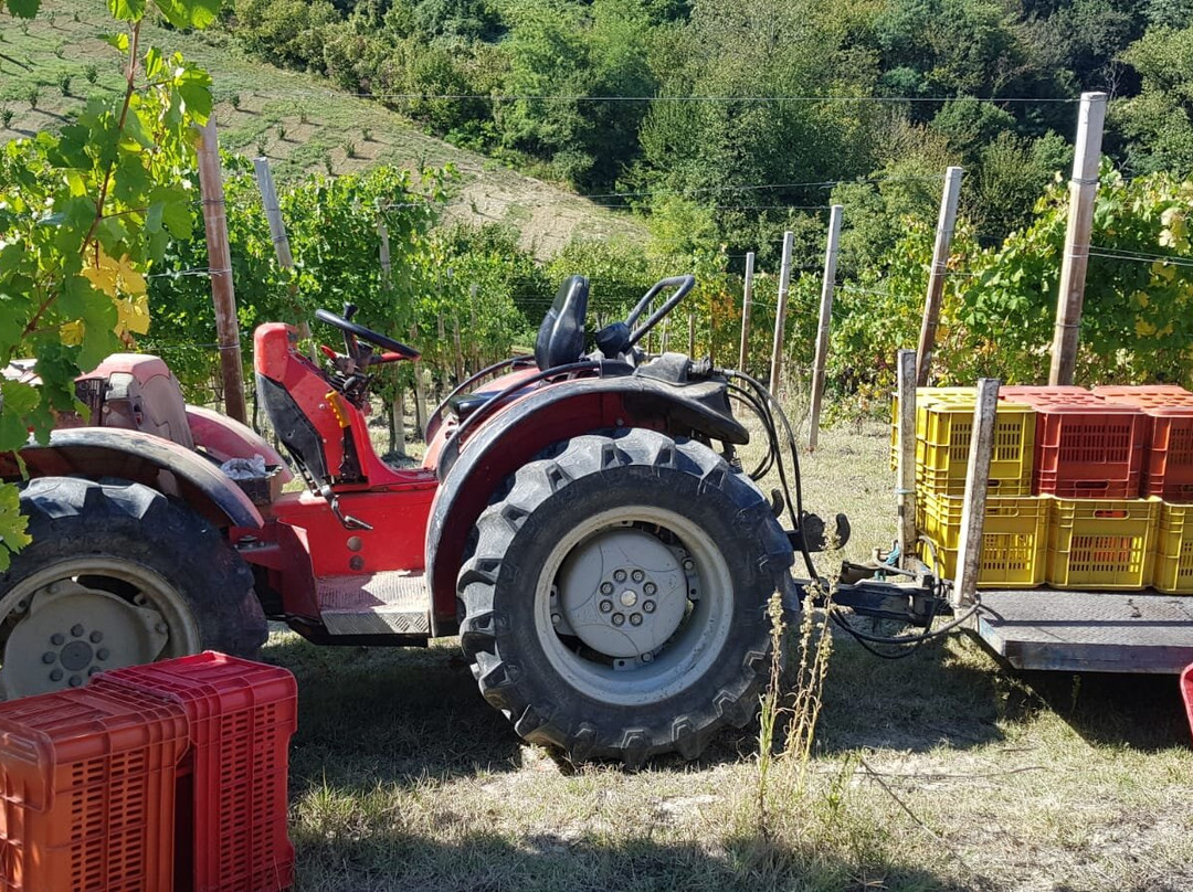 Azienda Agricola Avignolo-Dogliani必去景点