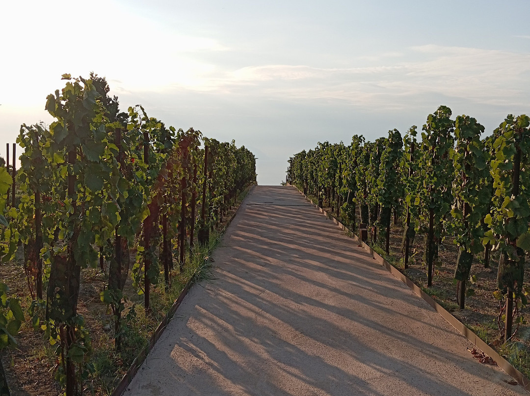 Tenuta Di Castellaro Winery-利帕里必去景点