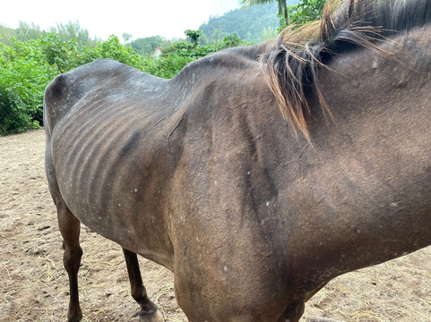 Colts Horse Riding-查龙必去景点