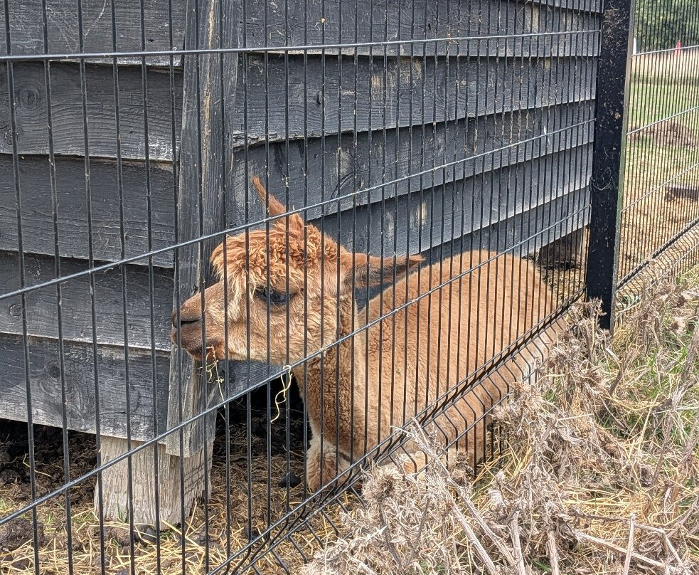 Ashlyns Wildlife Park-North Weald必去景点