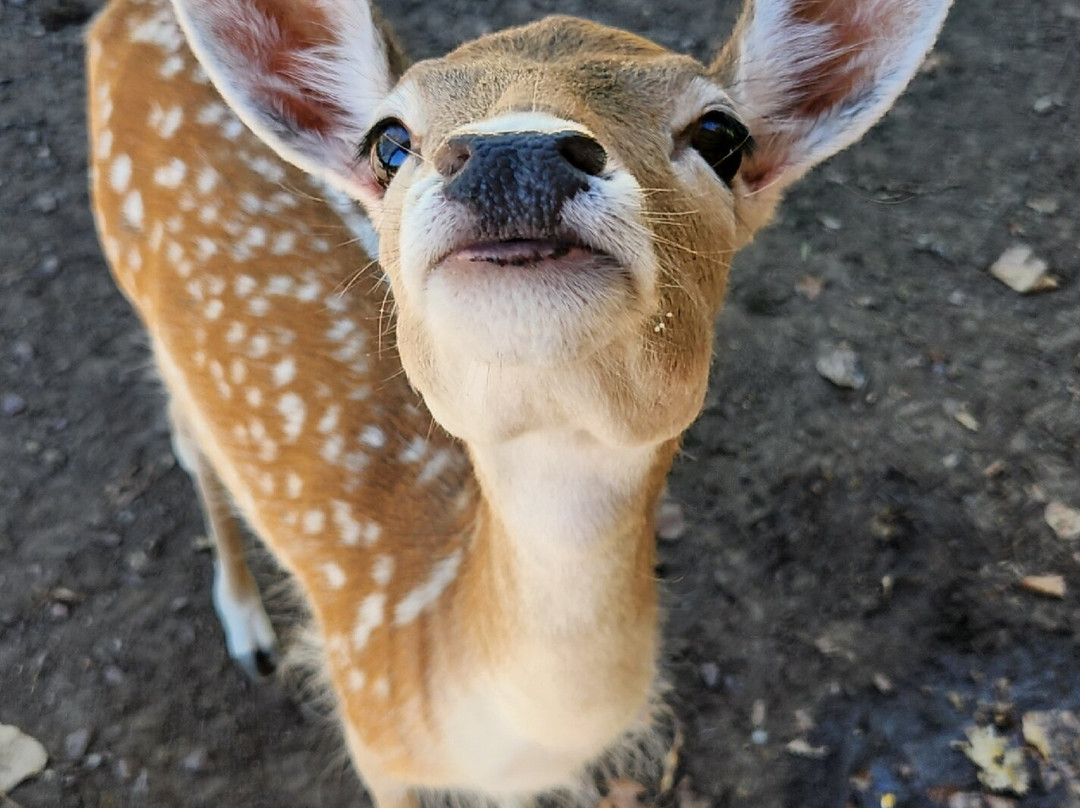 Wisconsin Deer Park-威斯康星峡谷必去景点
