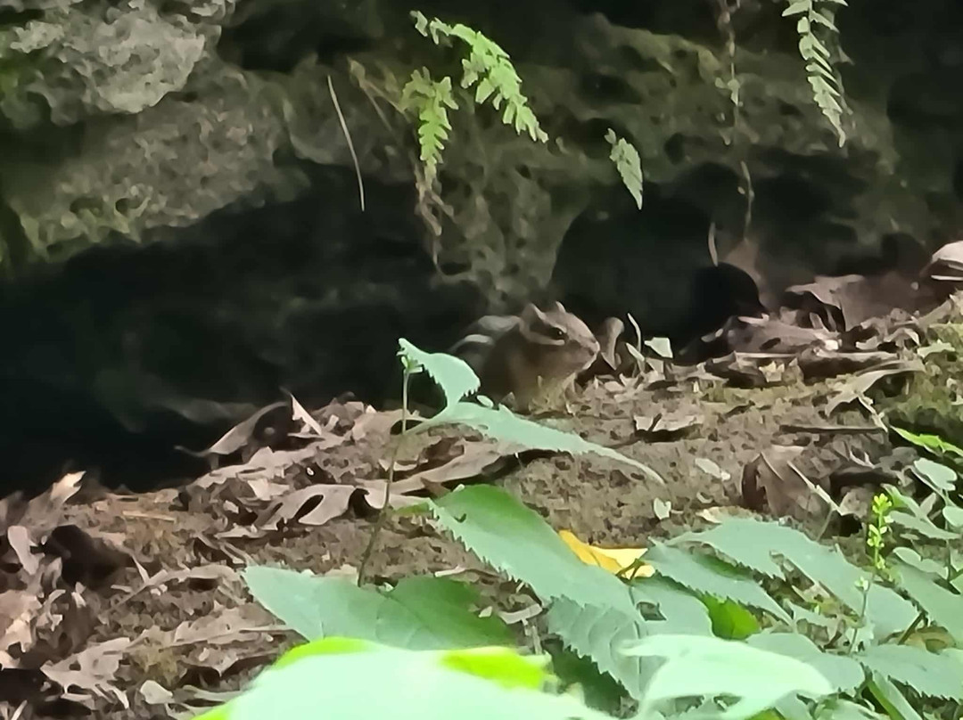 Maquoketa Caves State Park-Maquoketa必去景点