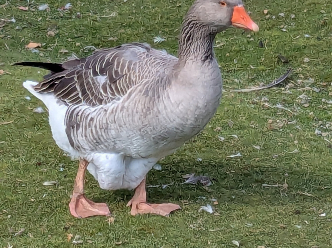 La Ferme Québec-oies-Saint-Tite-des-Caps必去景点
