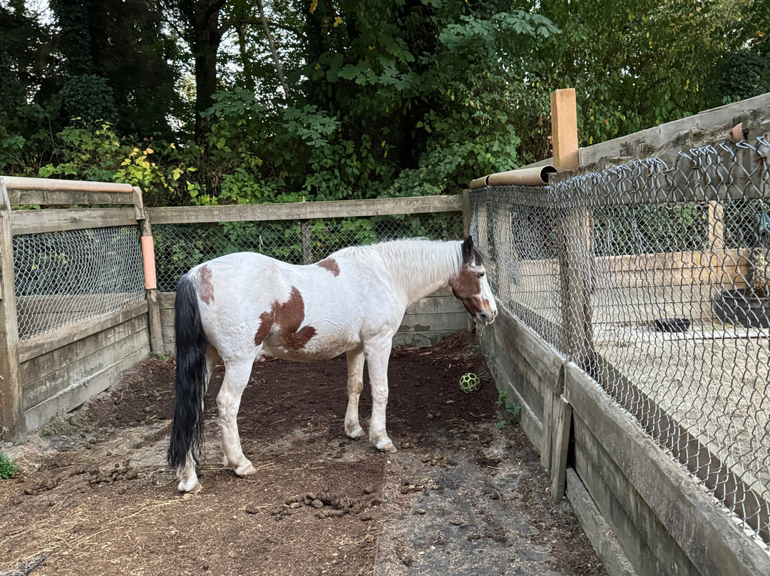 Leghorn Ranch-匹特草原必去景点