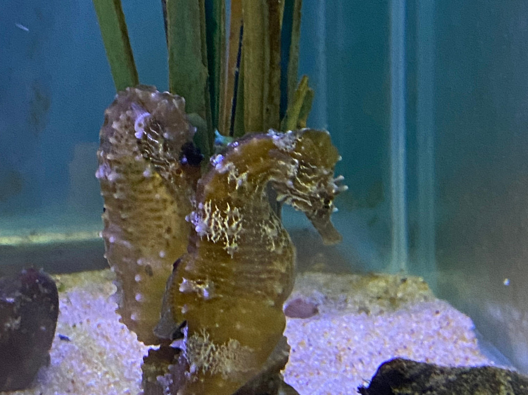 Anglesey Sea Zoo Sw Mor Mon-Brynsiencyn必去景点