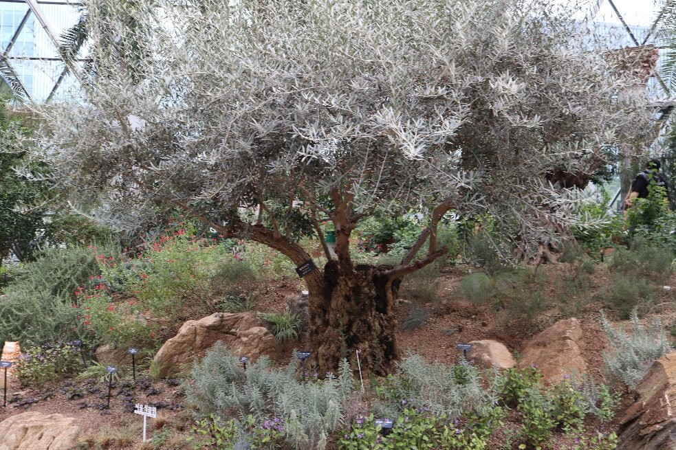 Seoul Botanical Garden-首尔必去景点