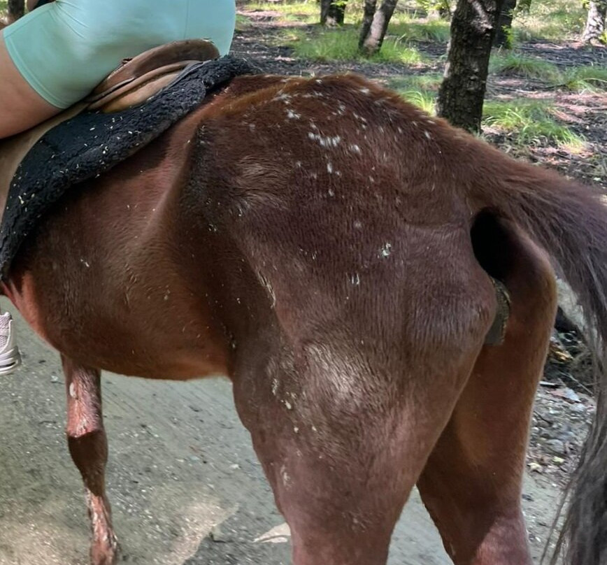 Ölüdeni̇z Horse Ri̇di̇ng
