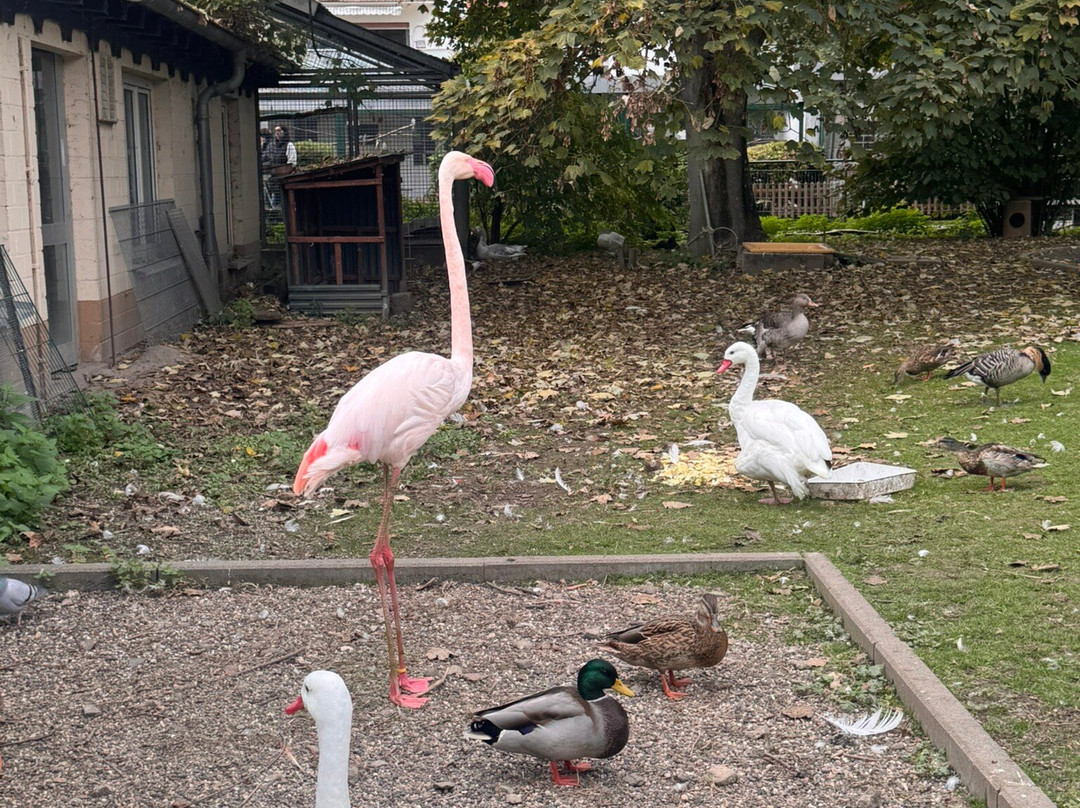 Vogelpark Bobenheim-Roxheim-Bobenheim-Roxheim必去景点