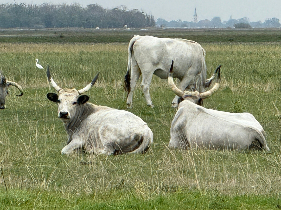 Wings of Hungary - birding and nature tours-凯奇凯梅特必去景点