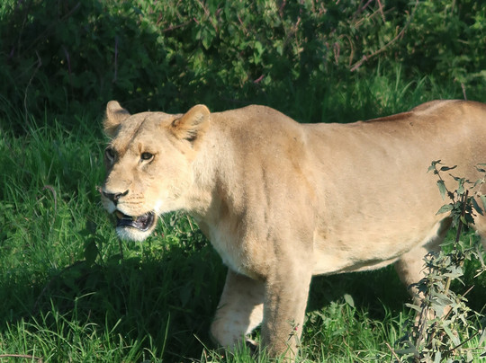 Bontel Adventures-内罗毕必去景点