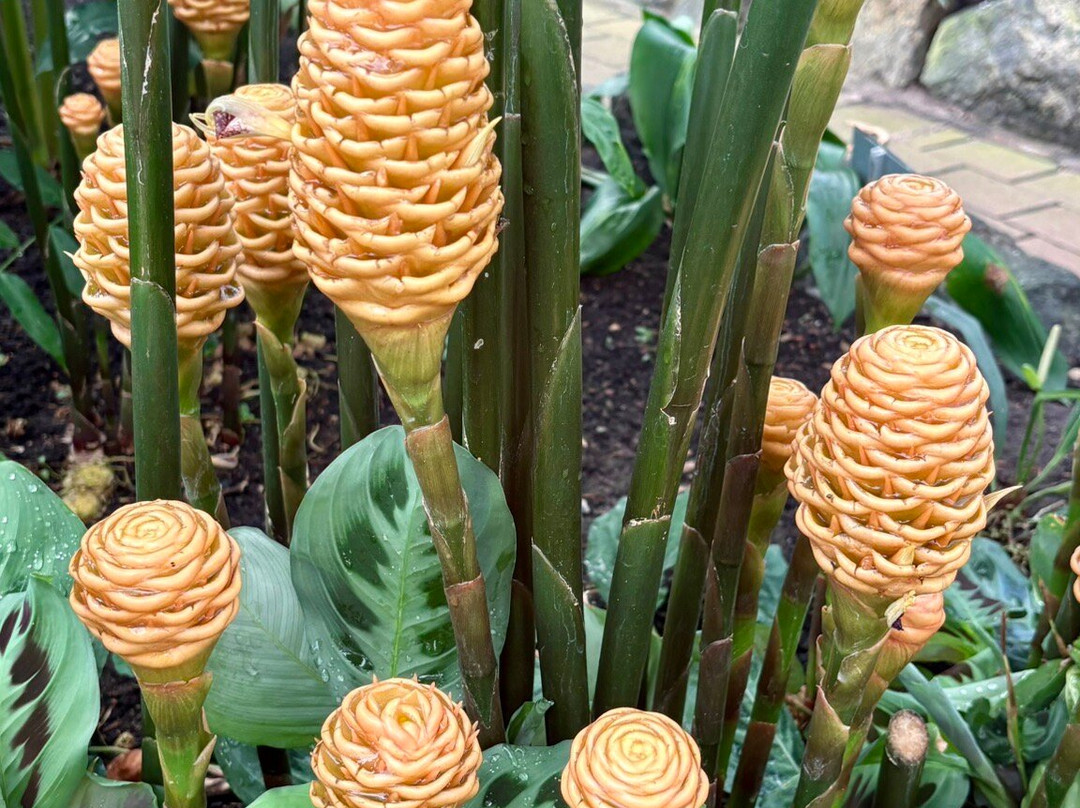 Wollongong Botanic Garden-卧龙岗市必去景点