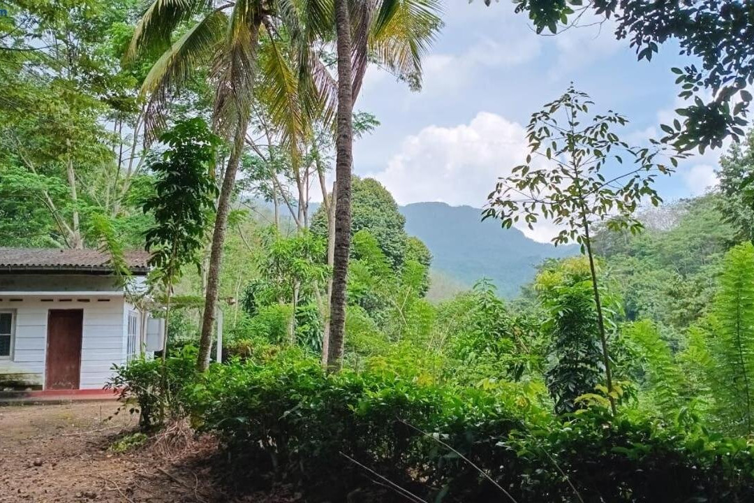 County House, Kithulgala