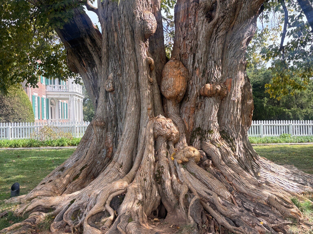 Carnton-富兰克林必去景点