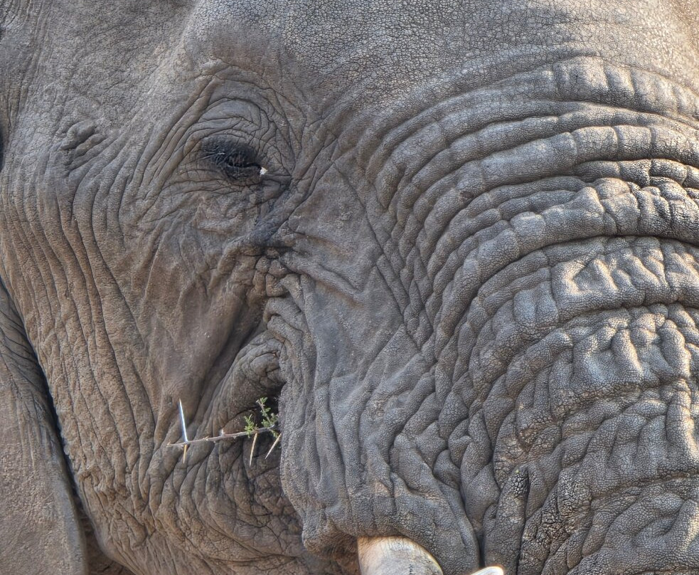 The Other Animals Safaris-克鲁格国家公园必去景点