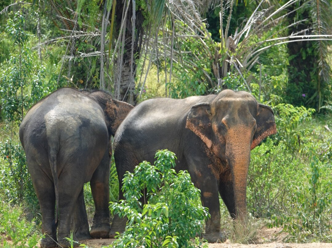 Following Giants - Krabi-Khlong Hin必去景点