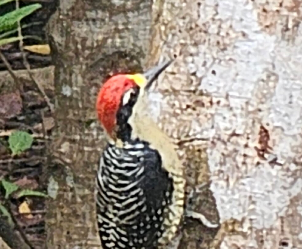 Jardín Botánico del Pacifico-Bahia Solano必去景点