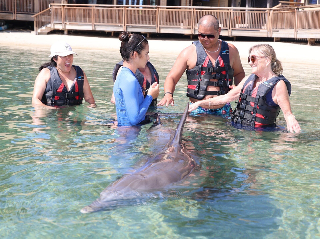 寻访海豚之旅-威可洛亚必去景点