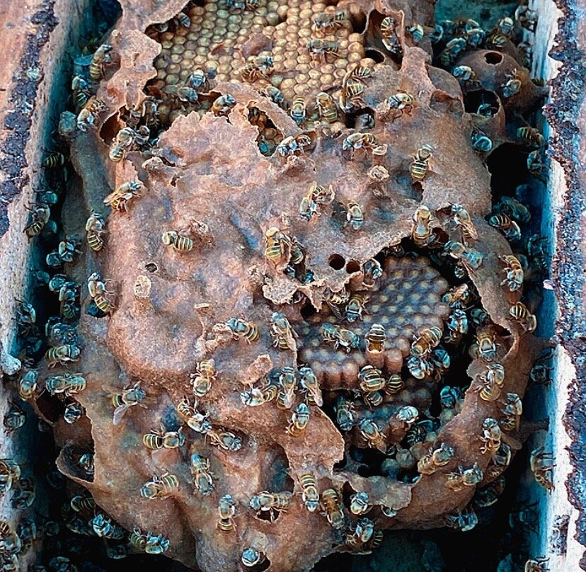 Meliponario "u Naajil Yuum K'iin"-Mani必去景点