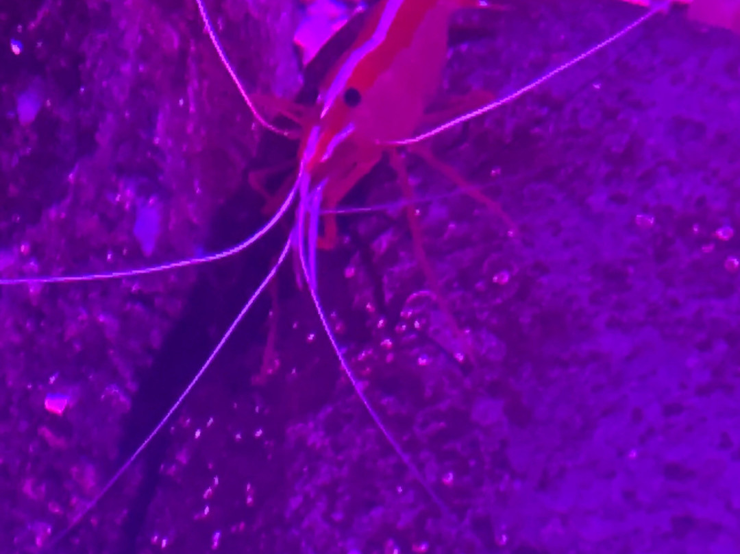 SEA LIFE Grapevine-葡萄藤必去景点