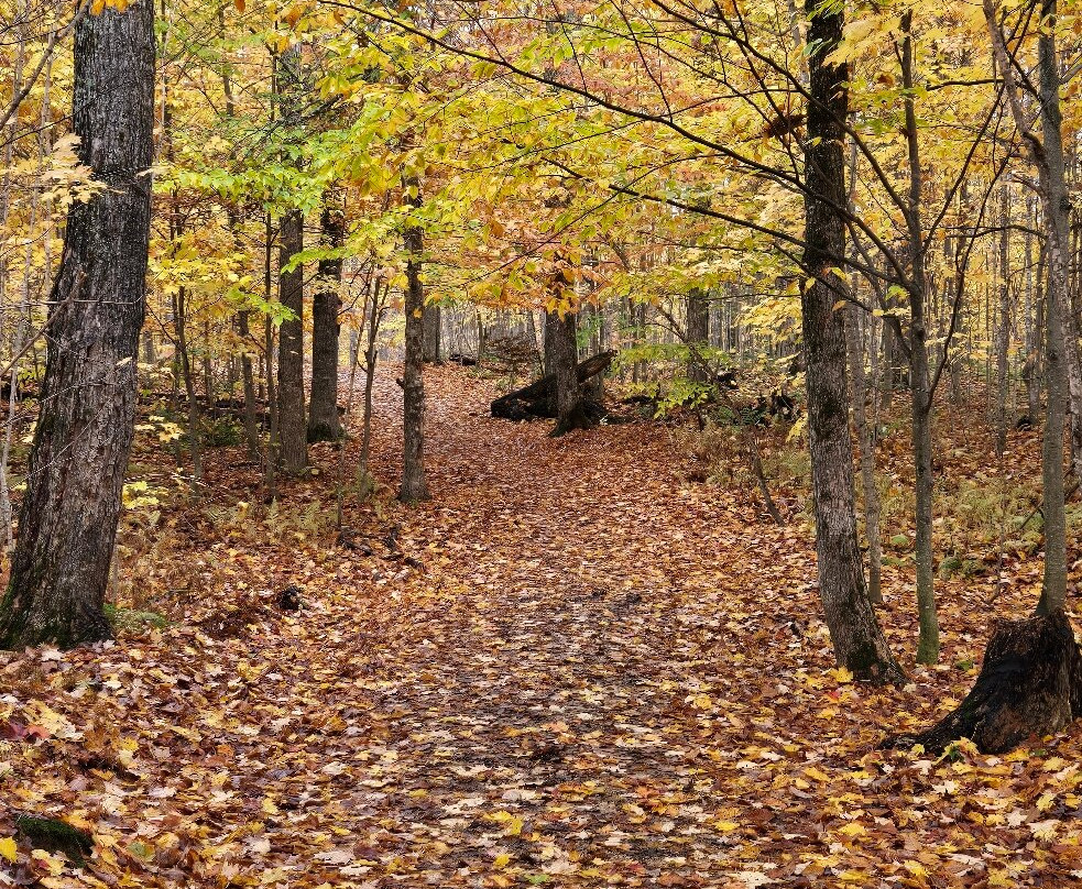 Tahquamenon Falls State Park-Paradise必去景点