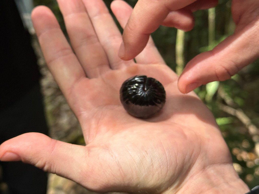 Rudy Ketambe Sumatra Jungle Trekking-Ketambe必去景点