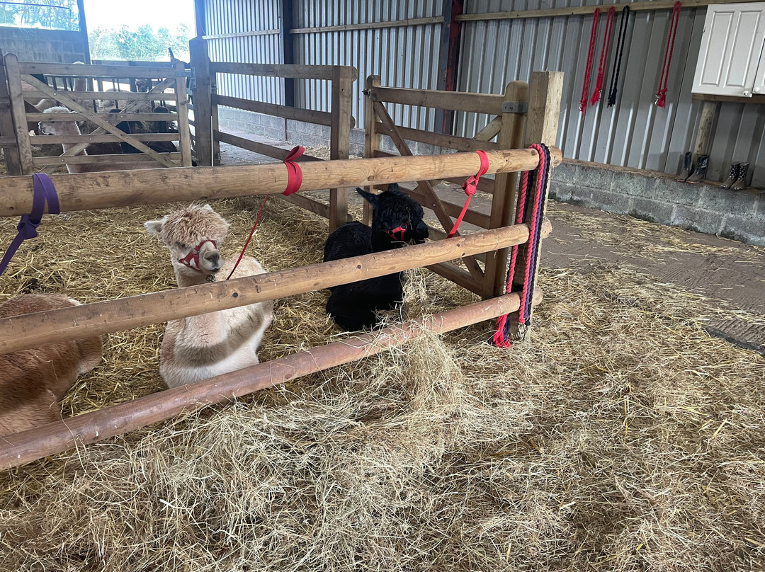 Pembrokeshire Alpaca Trekking-腾比必去景点