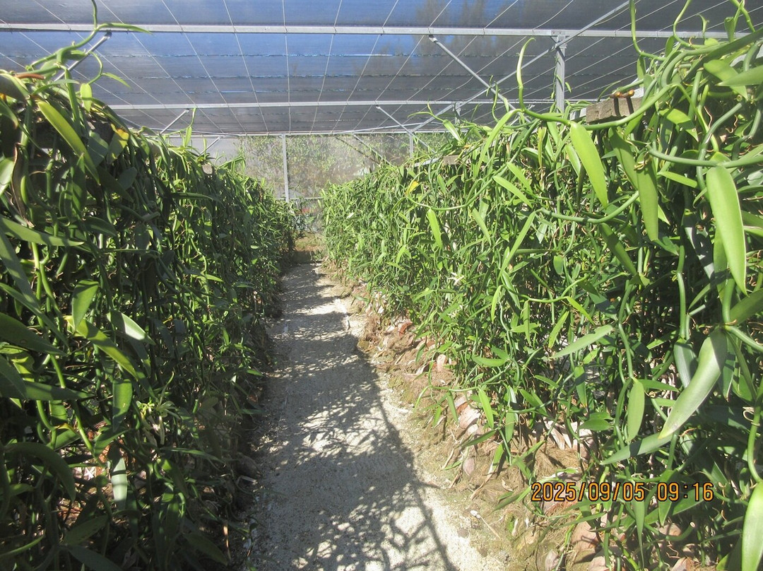 Island Eco Tours : Huahine-Fare必去景点