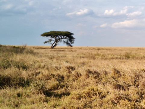 Dallas Africa Safaris-阿鲁沙必去景点