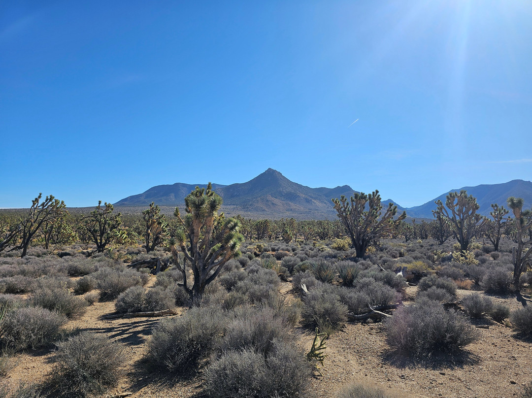 Arizona's Joshua Tree Forest