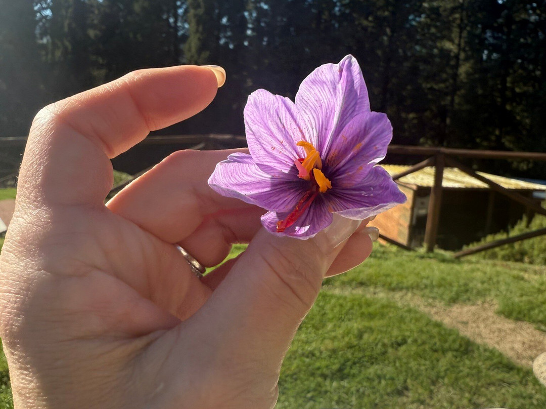 Let's Andiamo Private Tours-佛罗伦萨必去景点