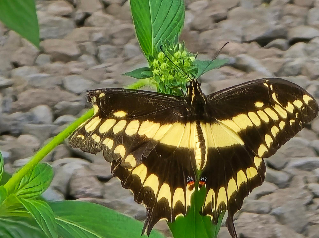 Boquete Bees and Butterflies-波魁特必去景点