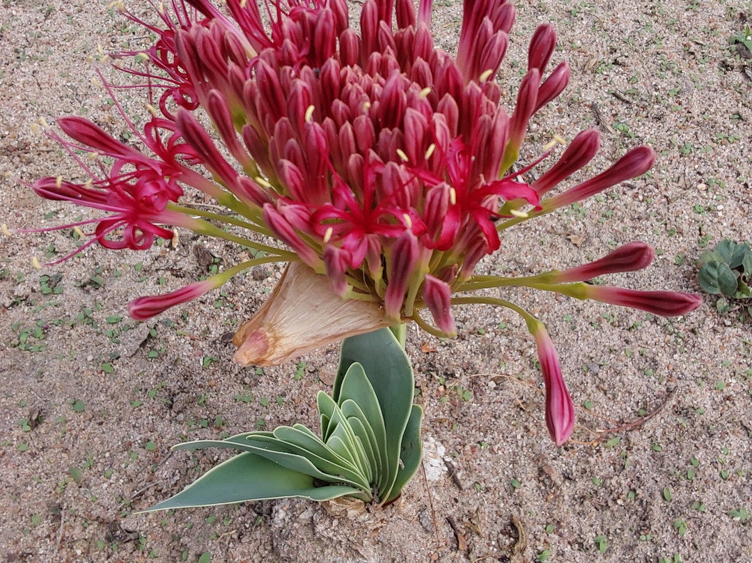 Kuminda Farm-Francistown必去景点