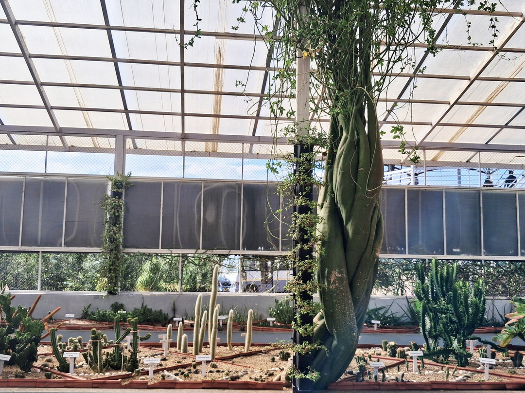 Cactus Garden-Kevadia必去景点