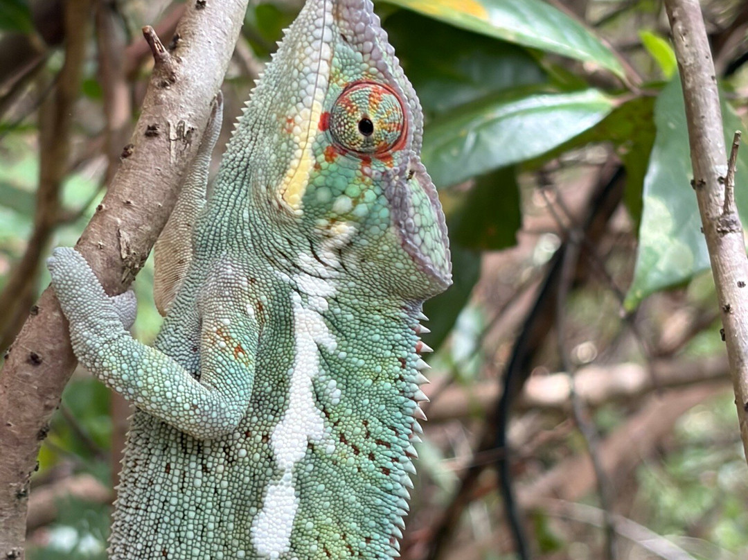 Colours Of Madagascar-Hell-Ville必去景点
