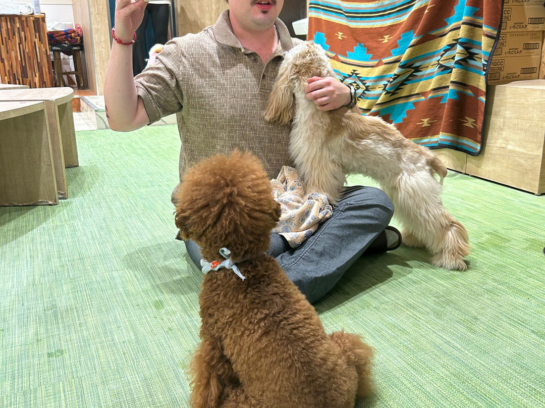 Dog Cafe Rio Shimokitazawa-世田谷区必去景点