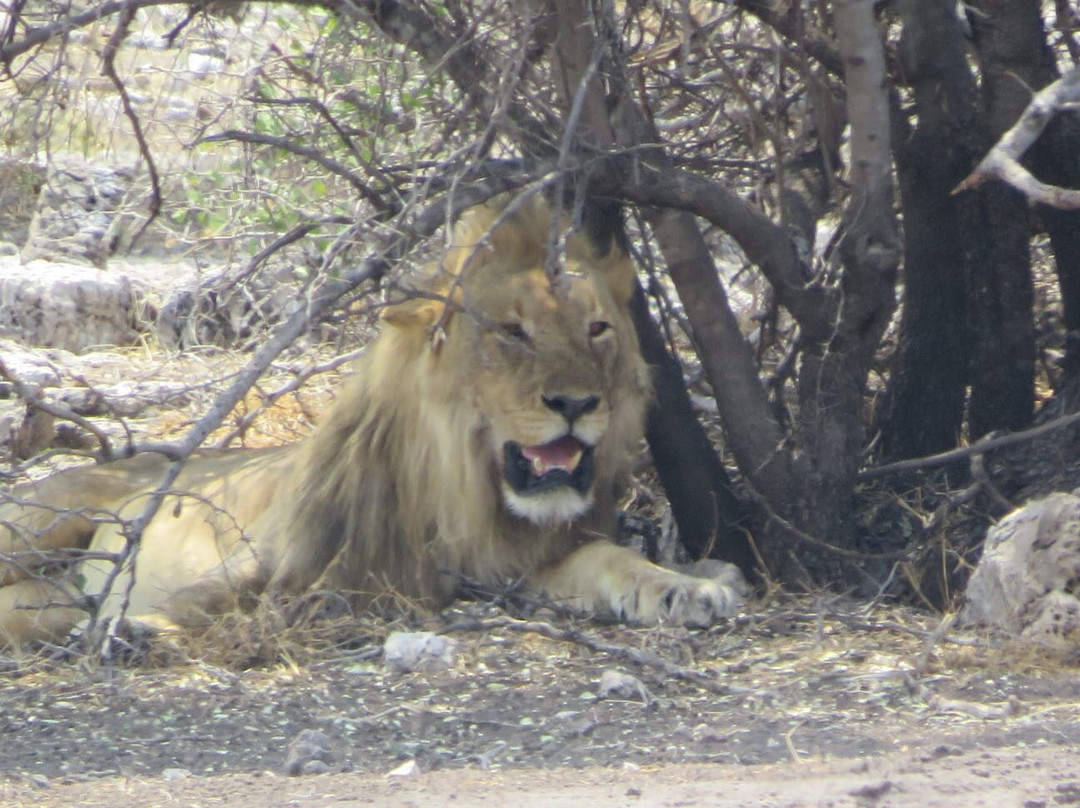 Kiboko Adventures-开普敦中心区必去景点