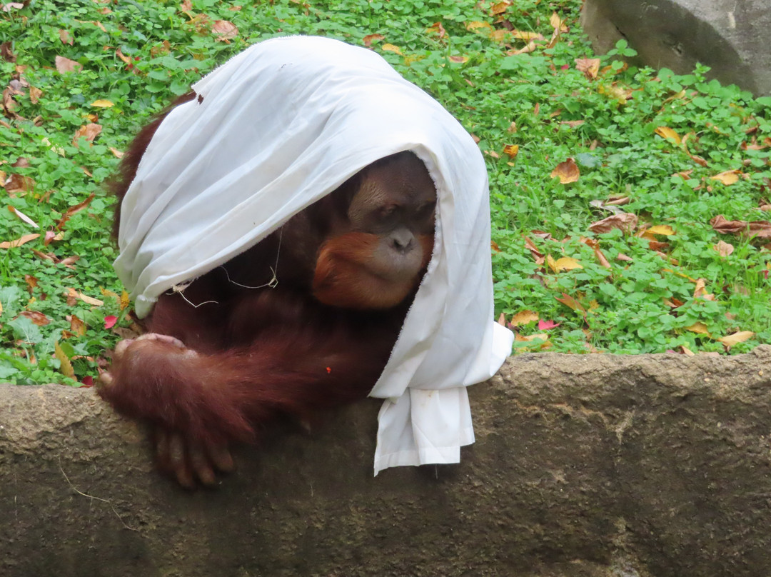 Memphis Zoo-孟菲斯必去景点
