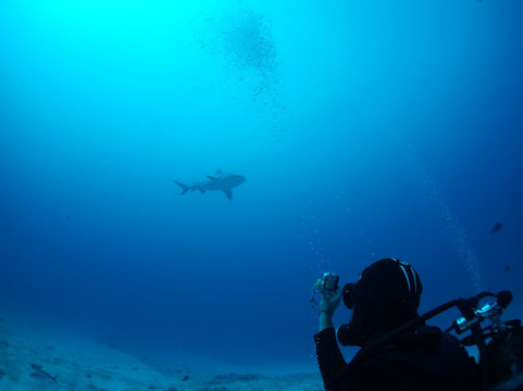 Jaguar Divers-普拉亚德尔卡曼必去景点