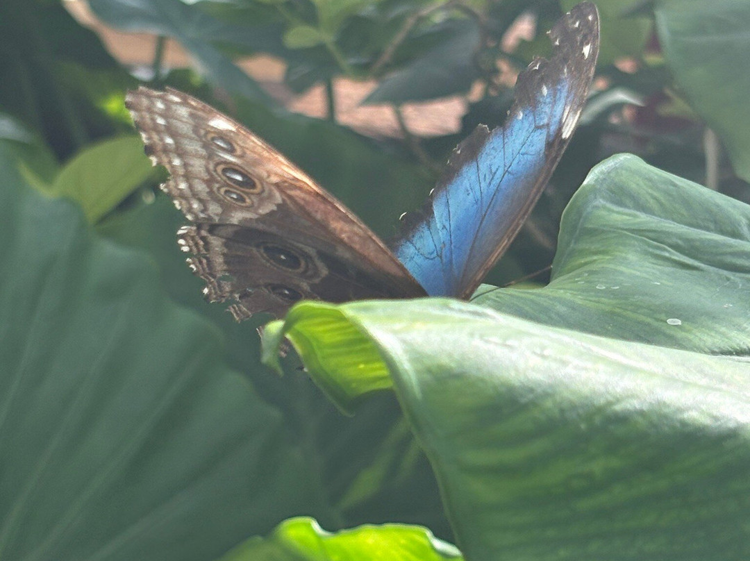 Konya Tropikal Kelebek Bahçesi-科尼亚必去景点