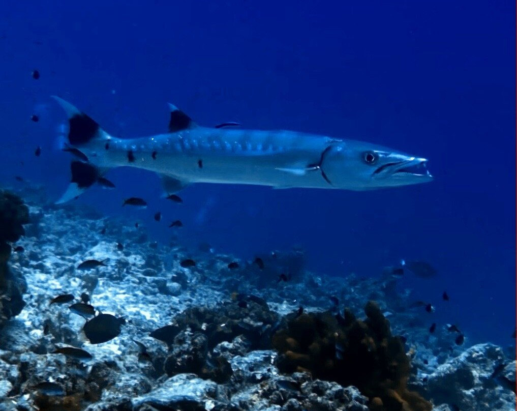 TOPDIVE Rangiroa-阿瓦托鲁必去景点