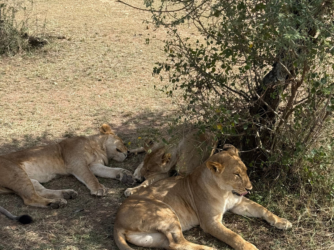Meijo Safaris-阿鲁沙区必去景点