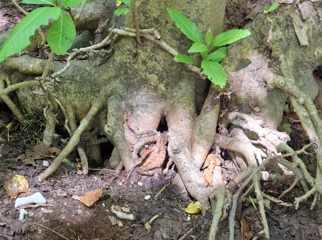 Lady musgrave experience-Burnett Heads必去景点