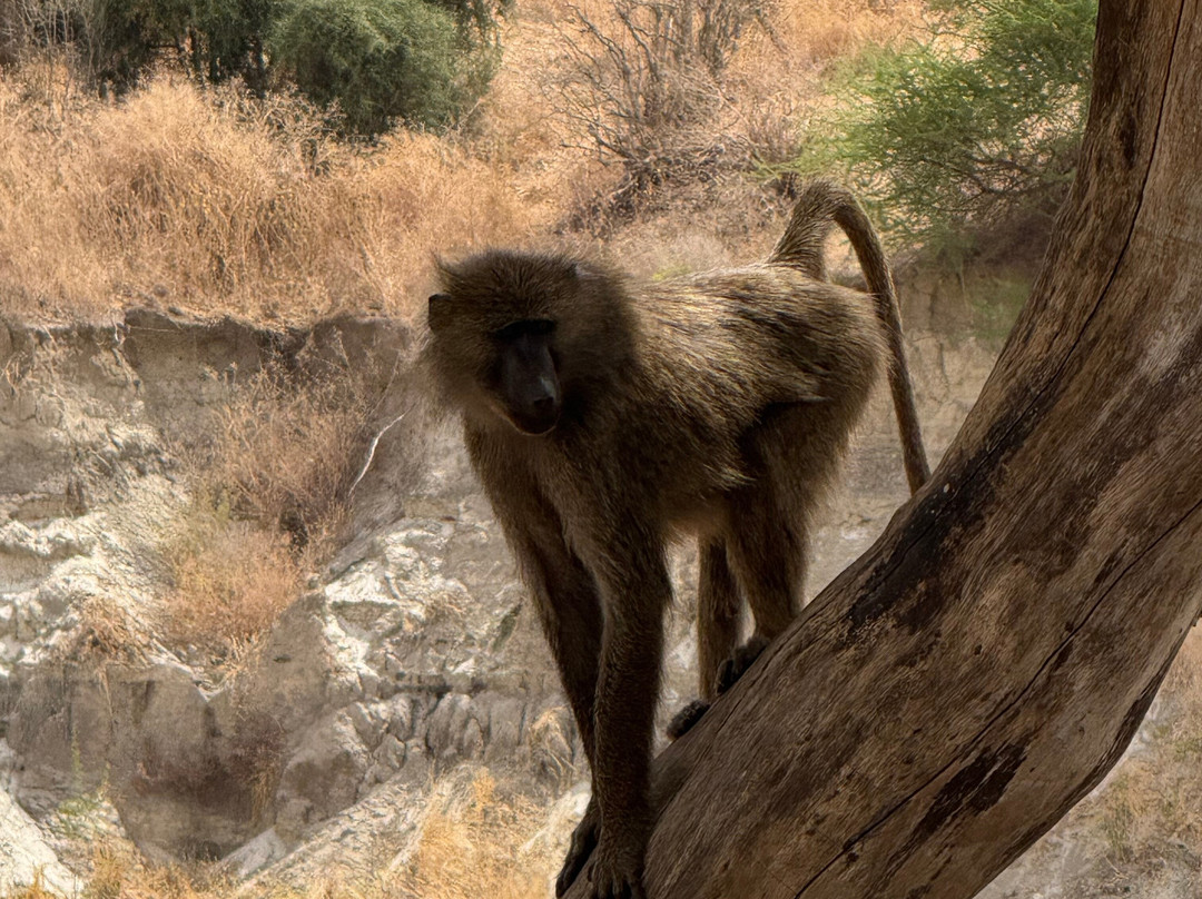 BADGER ADVENTURES TOURS & SAFARI-Arusha Chini必去景点
