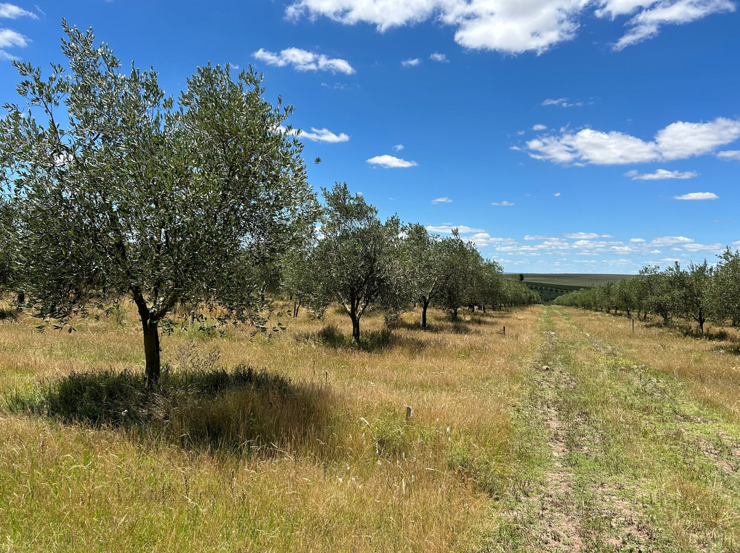 PitoRico-Jayuya必去景点